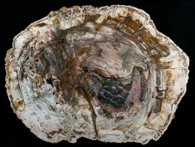 Beautiful x Petrified Wood Slab #5019